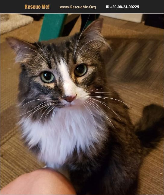 ADOPT 20082400225 Norwegian Forest Cat Rescue Minot, ND