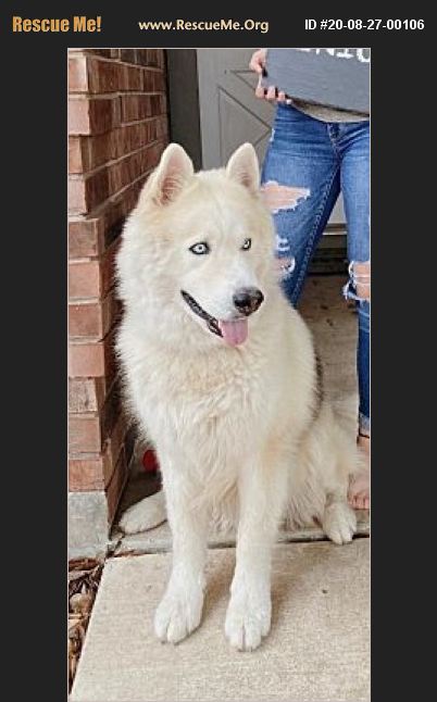 ADOPT 20082700106 ~ Siberian Husky Rescue ~ Seattle, WA