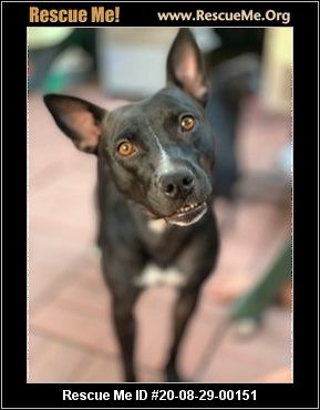 Arizona Australian Kelpie Rescue Adoptions Rescue Me