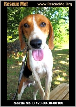 foxhound rescue near me