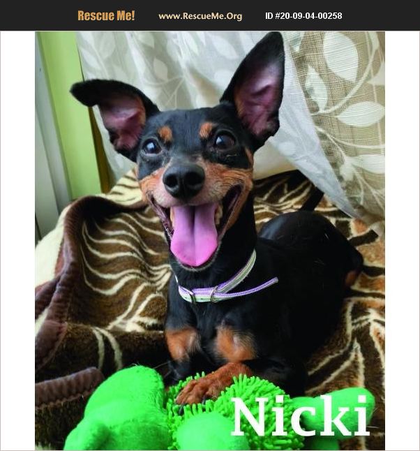 ADOPT 20090400258 Miniature Pinscher Rescue Warren, PA