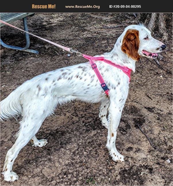 Adopt 20090400295 ~ English Setter Rescue ~ New Braunfels Tx