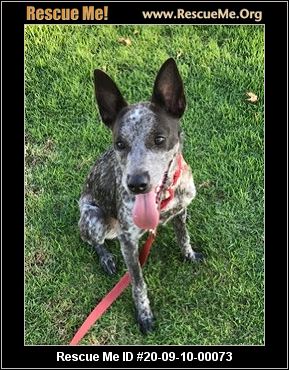 blue heeler 39