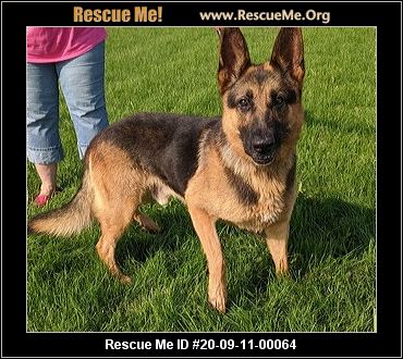 - Ohio German Shepherd Rescue - ADOPTIONS - Rescue Me!