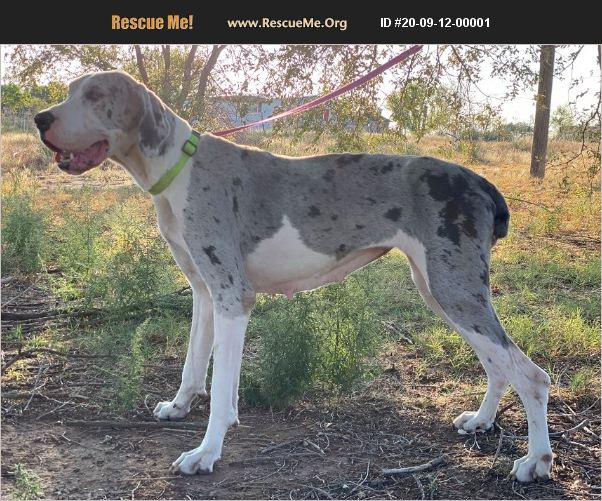 ADOPT 20091200001 Great Dane Rescue Dallas, TX