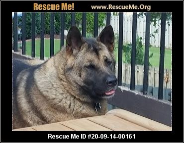 - Georgia Akita Rescue - ADOPTIONS - Rescue Me!