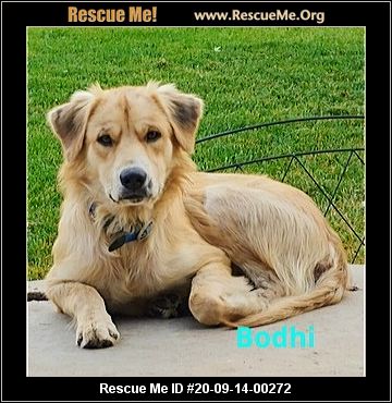 Adopt Toby On Toby Is A St Bernard Dogs Find Pets