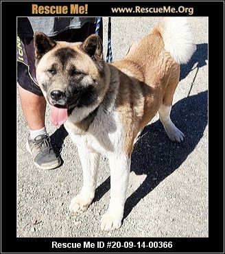 - California Akita Rescue - ADOPTIONS - Rescue Me!