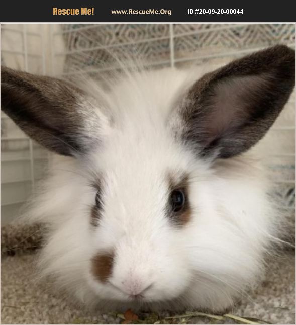 ADOPT 20092000044 Rabbit Rescue Fort Lauderdale, FL