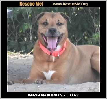 Florida Rottweiler Rescue Adoptions Rescue Me