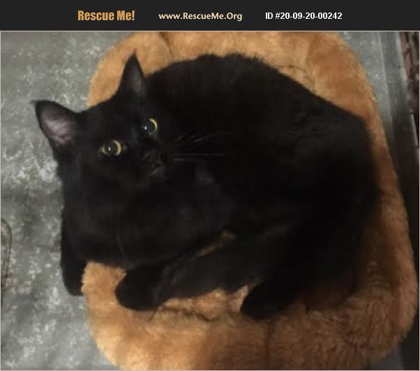 ADOPT 20092000242 ~ Domestic Cat Rescue ~ Elmira, NY