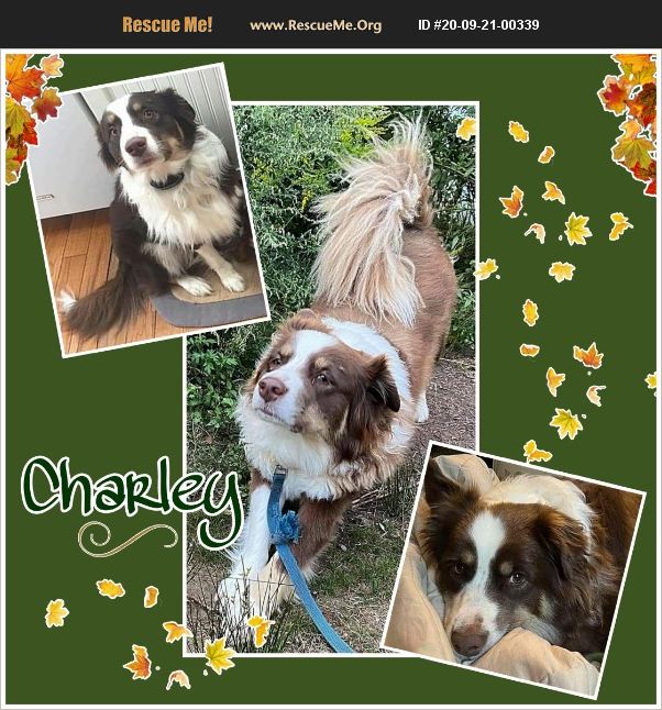 ADOPT 20092100339 Australian Shepherd Rescue Connecticut