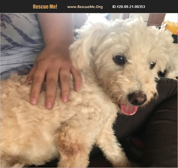 ADOPT 20092100353 Poodle Rescue Arizona City, AZ