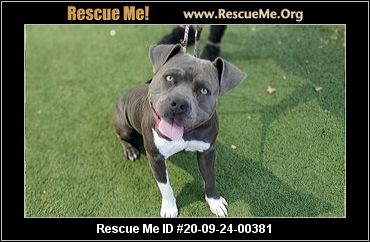 Staffordshire Bull Terrier Rescue South East 2025