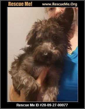 rescue me schnauzer
