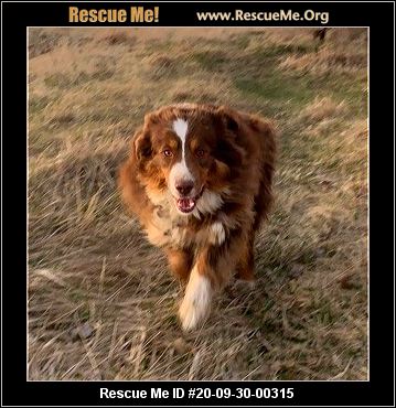 australian shepherd rescue me