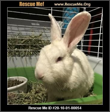 - Florida Rabbit Rescue - ADOPTIONS - Rescue Me!