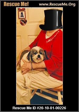 shih tzu rescue me