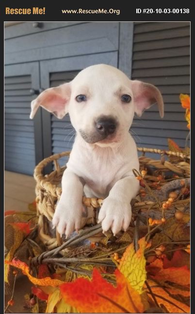 Majestic French Bulldog Rescue Mesa Az Gallery