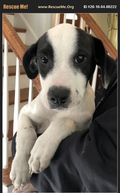 Adopt 20100400222 ~ Jack Russell Rescue ~ Plymouth Meeting Pa