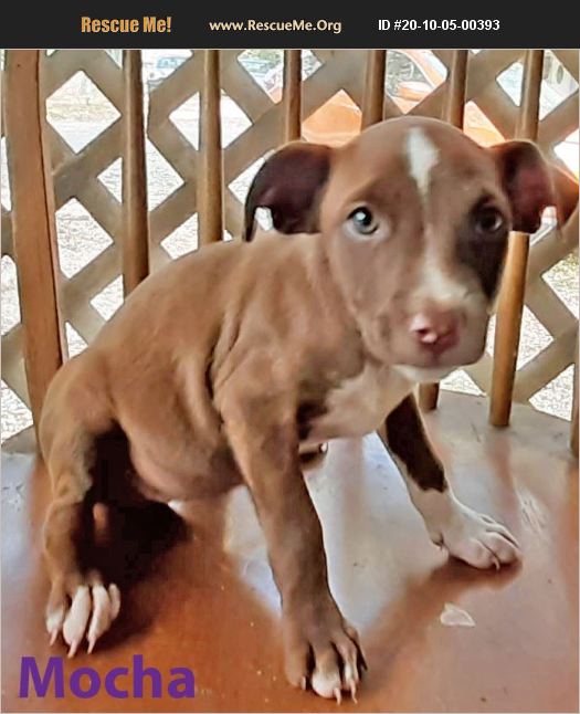 ADOPT 20100500393 Pit Bull Rescue Griffin, GA