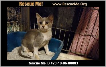 - Cat Haven Rescue Inc - Tampa, FL - AVAILABLE PETS