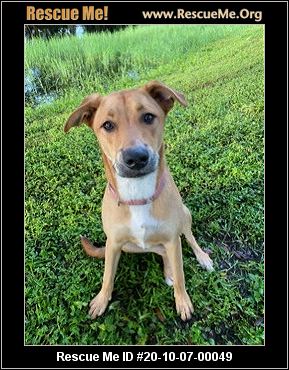 - Florida Dog Rescue - ADOPTIONS - Rescue Me!