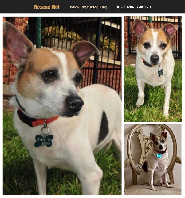 ADOPT 20100700229 Jack Russell Rescue Bexar County, TX