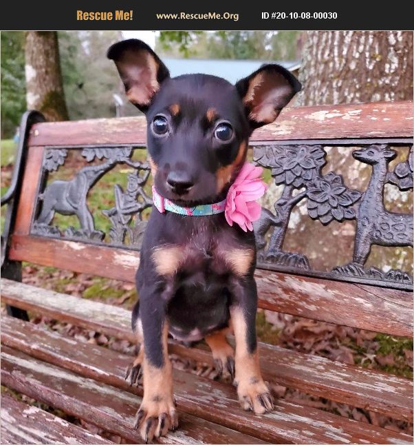 ADOPT 20100800030 Miniature Pinscher Rescue Ringwood, NJ