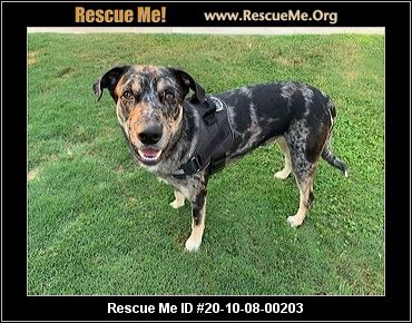 catahoula rescue near me