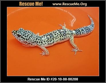 adopt a reptile near me