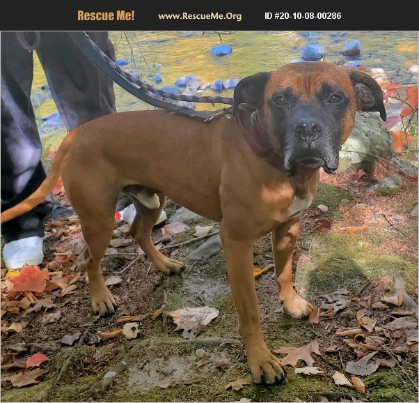 ADOPT 20100800286 Boxer Rescue Manchester, NH