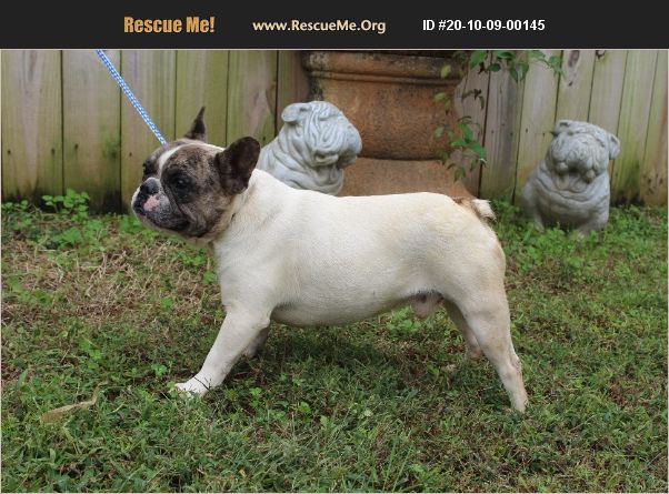 ADOPT 20100900145 ~ French Bulldog Rescue ~ Anderson, SC