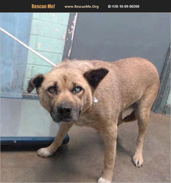 ADOPT 20100900268 Akita Rescue California