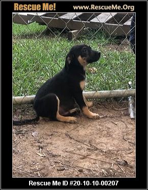 catahoula rescue near me