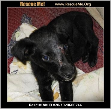 Kentucky Dog Rescue Adoptions Rescue Me