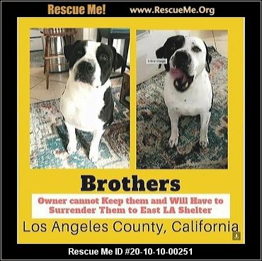 California Lab Rescue Adoptions Rescue Me