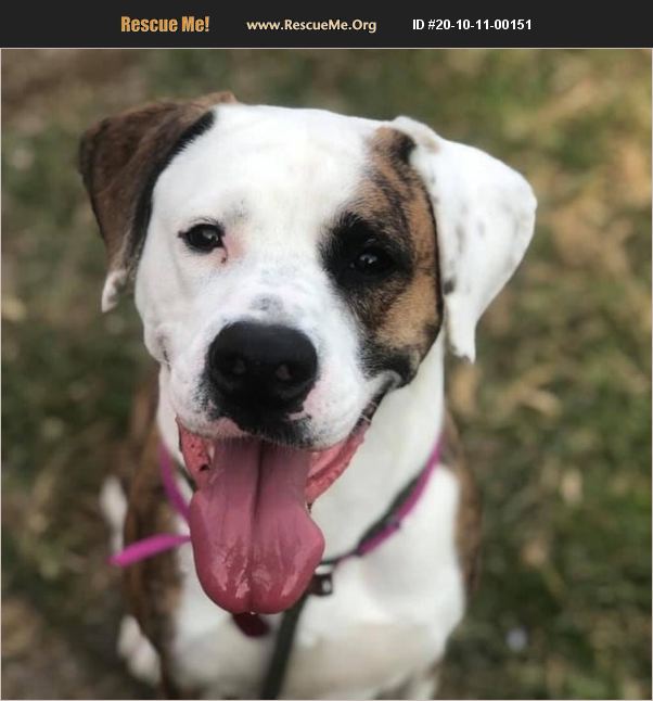 ADOPT 20101100151 Lab Rescue Pennsylvania