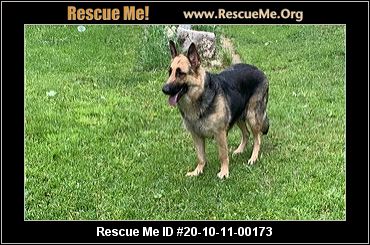 german shepherd rescue me