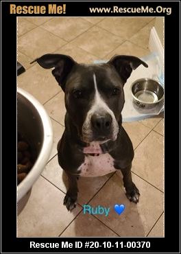 amstaff rescue near me