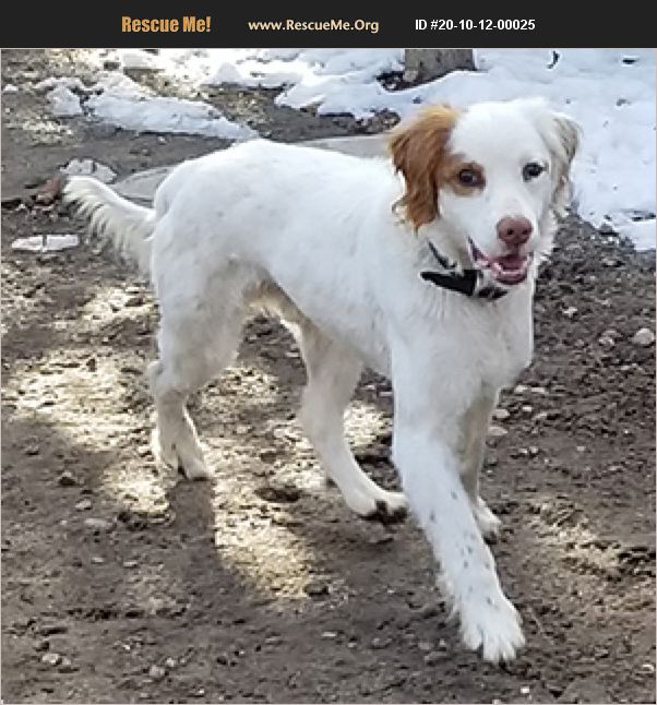 Adopt 20101200025 ~ English Setter Rescue ~ New Braunfels Tx