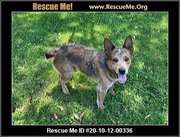 cattle dogs for adoption near me