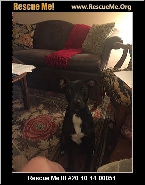 - Mississippi Pit Bull Rescue - ADOPTIONS - Rescue Me!