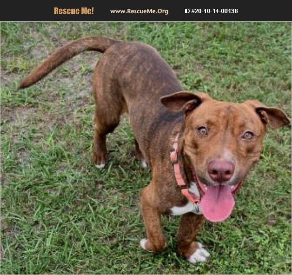 ADOPT 20101400138 Basset Hound Rescue Inverness, FL