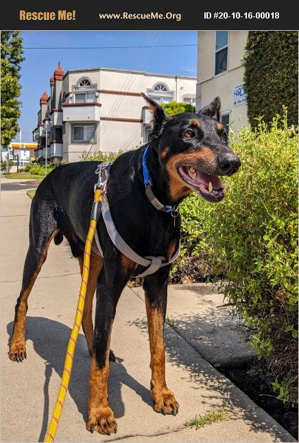 Doberman Rescue Los Angeles