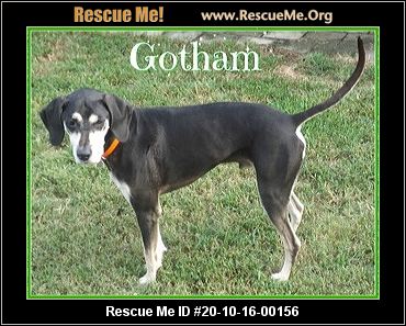 carolina catahoula dog