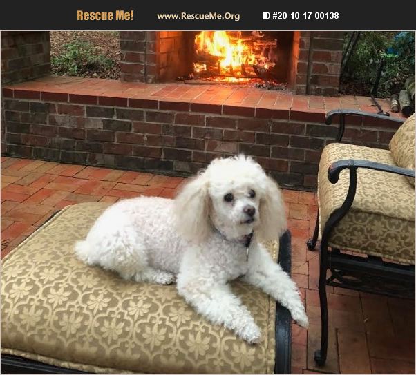 ADOPT 20101700138 Poodle Rescue Birmingham, AL