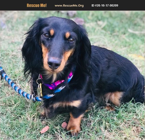 ADOPT 20101700209 Dachshund Rescue haslet, TX