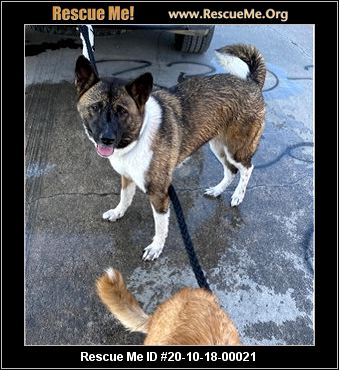 - Texas Akita Rescue - ADOPTIONS - Rescue Me!