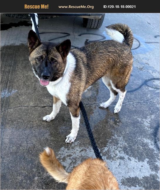 ADOPT 20101800021 ~ Akita Rescue ~ San Antonio, TX